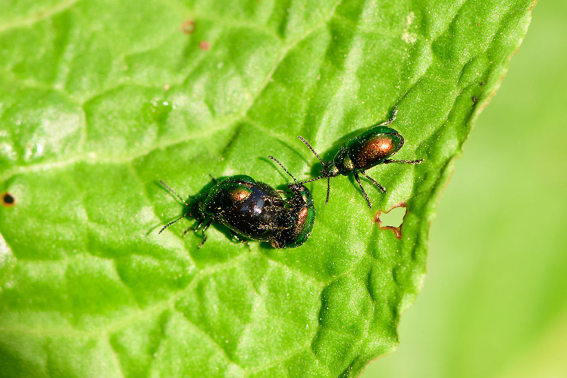 Green dock beetle - trio - closeup, Heeswijk-Dinther, Netherlands I don&#039;t think I&#039;ve ever seen this species not mating. In this scene, a 2nd male seems to be cheering, or waiting for his turn.<br />
<figure class="photo"><a href="https://www.jungledragon.com/image/94267/green_dock_beetle_-_trio_heeswijk-dinther_netherlands.html" title="Green dock beetle - trio, Heeswijk-Dinther, Netherlands"><img src="https://s3.amazonaws.com/media.jungledragon.com/images/2/94267_thumb.jpg?AWSAccessKeyId=05GMT0V3GWVNE7GGM1R2&Expires=1759968010&Signature=WWME3%2BRfF4UflQrELg%2BlCUdD5VQ%3D" width="200" height="134" alt="Green dock beetle - trio, Heeswijk-Dinther, Netherlands I don&#039;t think I&#039;ve ever seen this species not mating. In this scene, a 2nd male seems to be cheering, or waiting for his turn.<br />
https://www.jungledragon.com/image/94268/green_dock_beetle_-_trio_-_closeup_heeswijk-dinther_netherlands.html Europe,Gastrophysa viridula,Green Dock-Beetle (G. viridula),Heeswijk-Dinther,Netherlands,World" /></a></figure> Europe,Gastrophysa viridula,Green Dock-Beetle (G. viridula),Heeswijk-Dinther,Netherlands,World