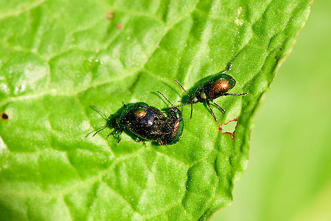 Green dock beetle - trio - closeup, Heeswijk-Dinther, Netherlands I don't think I've ever seen this species not mating. In this scene, a 2nd male seems to be cheering, or waiting for his turn.
https://www.jungledragon.com/image/94267/green_dock_beetle_-_trio_heeswijk-dinther_netherlands.html Europe,Gastrophysa viridula,Green Dock-Beetle (G. viridula),Heeswijk-Dinther,Netherlands,World