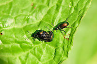 Green dock beetle - trio - closeup, Heeswijk-Dinther, Netherlands I don't think I've ever seen this species not mating. In this scene, a 2nd male seems to be cheering, or waiting for his turn.<br />
https://www.jungledragon.com/image/94267/green_dock_beetle_-_trio_heeswijk-dinther_netherlands.html Europe,Gastrophysa viridula,Green Dock-Beetle (G. viridula),Heeswijk-Dinther,Netherlands,World