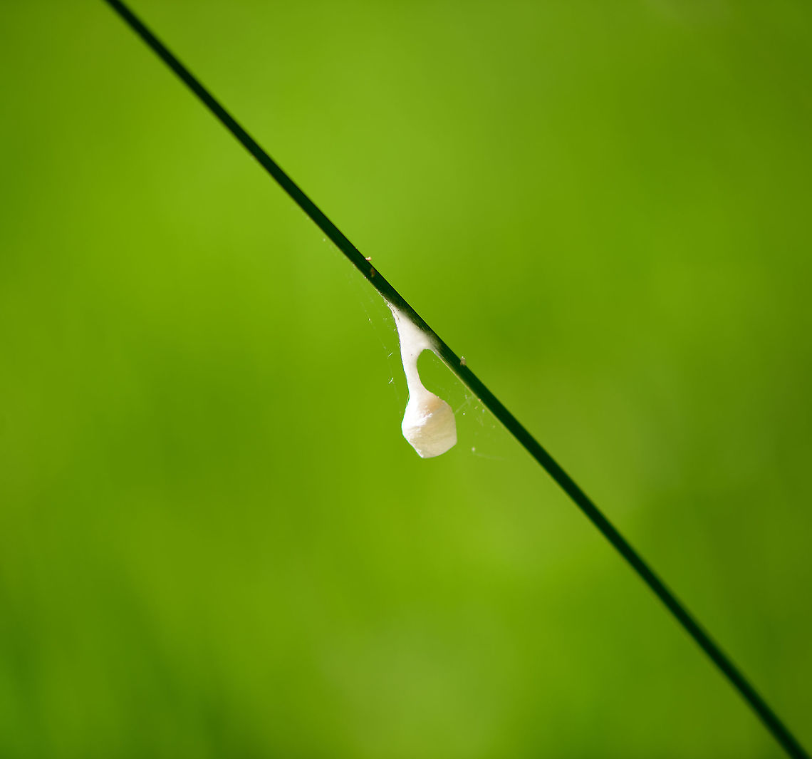Silky cocoon on leaf of grass, Heeswijk-Dinther, Netherlands I found this silky cocoon-like structure stuck to a leaf of grass. I don&#039;t think it&#039;s a cocoon, possibly a spider nest?<br />
<figure class="photo"><a href="https://www.jungledragon.com/image/94271/silky_cocoon_on_leaf_of_grass_-_closeup_heeswijk-dinther_netherlands.html" title="Silky cocoon on leaf of grass - closeup, Heeswijk-Dinther, Netherlands"><img src="https://s3.amazonaws.com/media.jungledragon.com/images/2/94271_thumb.jpg?AWSAccessKeyId=05GMT0V3GWVNE7GGM1R2&Expires=1765411210&Signature=oyFHQUMvSYbOIKckqJJO8OGQOAg%3D" width="102" height="152" alt="Silky cocoon on leaf of grass - closeup, Heeswijk-Dinther, Netherlands I found this silky cocoon-like structure stuck to a leaf of grass. I don&#039;t think it&#039;s a cocoon, possibly a spider nest?<br />
https://www.jungledragon.com/image/94270/silky_cocoon_on_leaf_of_grass_heeswijk-dinther_netherlands.html Agroeca brunnea,Europe,Heeswijk-Dinther,Netherlands,World" /></a></figure> Agroeca brunnea,Europe,Heeswijk-Dinther,Netherlands,World