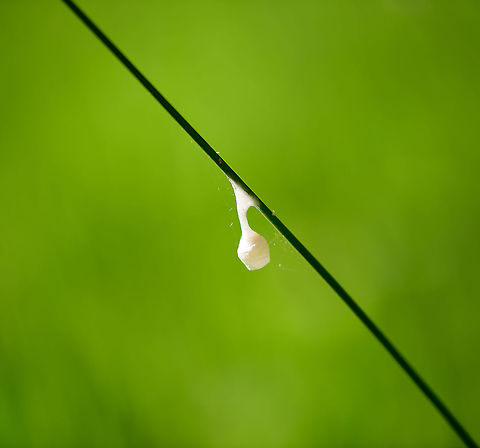 Silky cocoon on leaf of grass, Heeswijk-Dinther, Netherlands I found this silky cocoon-like structure stuck to a leaf of grass. I don't think it's a cocoon, possibly a spider nest?
https://www.jungledragon.com/image/94271/silky_cocoon_on_leaf_of_grass_-_closeup_heeswijk-dinther_netherlands.html Agroeca brunnea,Europe,Heeswijk-Dinther,Netherlands,World