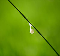 Silky cocoon on leaf of grass, Heeswijk-Dinther, Netherlands I found this silky cocoon-like structure stuck to a leaf of grass. I don't think it's a cocoon, possibly a spider nest?<br />
https://www.jungledragon.com/image/94271/silky_cocoon_on_leaf_of_grass_-_closeup_heeswijk-dinther_netherlands.html Agroeca brunnea,Europe,Heeswijk-Dinther,Netherlands,World