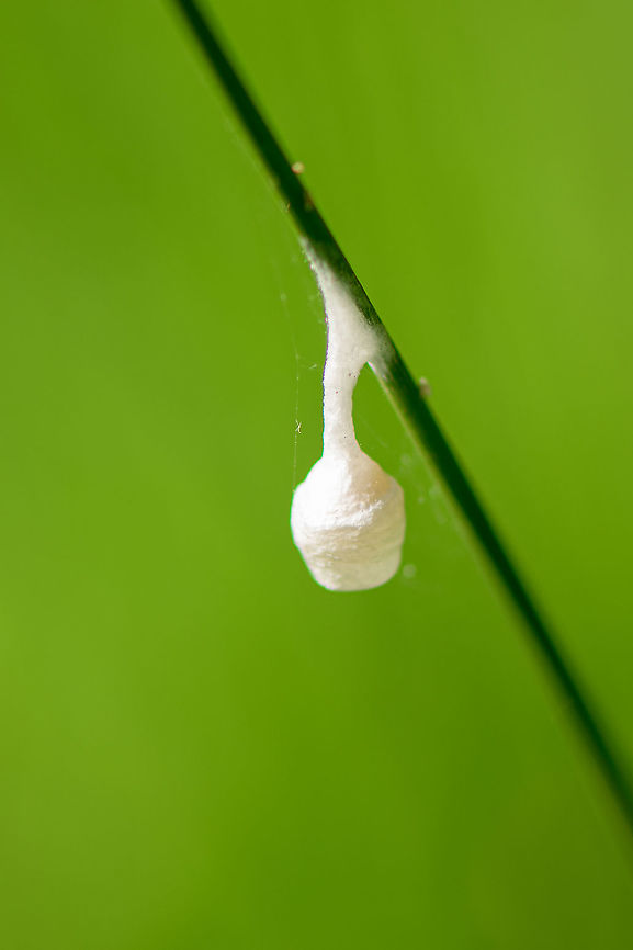 Silky cocoon on leaf of grass - closeup, Heeswijk-Dinther, Netherlands I found this silky cocoon-like structure stuck to a leaf of grass. I don't think it's a cocoon, possibly a spider nest?<br />
<figure class="photo"><a href="https://www.jungledragon.com/image/94270/silky_cocoon_on_leaf_of_grass_heeswijk-dinther_netherlands.html" title="Silky cocoon on leaf of grass, Heeswijk-Dinther, Netherlands"><img src="https://s3.amazonaws.com/media.jungledragon.com/images/2/94270_thumb.jpg?AWSAccessKeyId=05GMT0V3GWVNE7GGM1R2&Expires=1770854410&Signature=2bQe%2BZFVbZhZ8UphsCjLDj6syYo%3D" width="200" height="188" alt="Silky cocoon on leaf of grass, Heeswijk-Dinther, Netherlands I found this silky cocoon-like structure stuck to a leaf of grass. I don't think it's a cocoon, possibly a spider nest?<br />
https://www.jungledragon.com/image/94271/silky_cocoon_on_leaf_of_grass_-_closeup_heeswijk-dinther_netherlands.html Agroeca brunnea,Europe,Heeswijk-Dinther,Netherlands,World" /></a></figure> Agroeca brunnea,Europe,Heeswijk-Dinther,Netherlands,World
