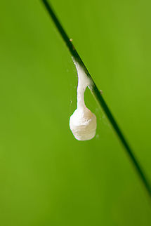 Silky cocoon on leaf of grass - closeup, Heeswijk-Dinther, Netherlands I found this silky cocoon-like structure stuck to a leaf of grass. I don't think it's a cocoon, possibly a spider nest?
https://www.jungledragon.com/image/94270/silky_cocoon_on_leaf_of_grass_heeswijk-dinther_netherlands.html Agroeca brunnea,Europe,Heeswijk-Dinther,Netherlands,World