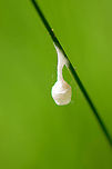 Silky cocoon on leaf of grass - closeup, Heeswijk-Dinther, Netherlands I found this silky cocoon-like structure stuck to a leaf of grass. I don't think it's a cocoon, possibly a spider nest?<br />
https://www.jungledragon.com/image/94270/silky_cocoon_on_leaf_of_grass_heeswijk-dinther_netherlands.html Agroeca brunnea,Europe,Heeswijk-Dinther,Netherlands,World