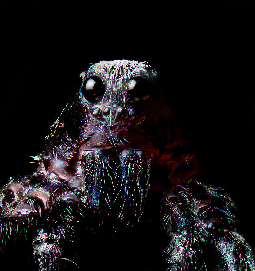 Pardosa saltans - male macro 3, Heeswijk-Dinther, Netherlands A few 5:1 macro shots of the male of Pardosa saltans. I took one home from a hike where they were running around on the forest floor in large numbers. I sacrificed it.<br />
<br />
Although I&#039;m still not 100% satisfied with technical quality, I think the subject itself is super cool at this magnification. It has a great horror factor. In particular the eyes lack any expression, like glass domes with nothing behind it. <br />
<br />
Try to imagine being its prey, and this running at you. You wouldn&#039;t notice the running itself as these are very fast spiders.<br />
<figure class="photo"><a href="https://www.jungledragon.com/image/94309/pardosa_saltans_-_male_macro_1_heeswijk-dinther_netherlands.html" title="Pardosa saltans - male macro 1, Heeswijk-Dinther, Netherlands"><img src="https://s3.amazonaws.com/media.jungledragon.com/images/2/94309_thumb.jpg?AWSAccessKeyId=05GMT0V3GWVNE7GGM1R2&Expires=1767225610&Signature=4ZFPfbu5H2DjzkuFS7pRy%2FS6UiI%3D" width="118" height="152" alt="Pardosa saltans - male macro 1, Heeswijk-Dinther, Netherlands A few 5:1 macro shots of the male of Pardosa saltans. I took one home from a hike where they were running around on the forest floor in large numbers. I sacrificed it.<br />
<br />
Although I&#039;m still not 100% satisfied with technical quality, I think the subject itself is super cool at this magnification. It has a great horror factor. In particular the eyes lack any expression, like glass domes with nothing behind it. <br />
<br />
Try to imagine being its prey, and this running at you. You wouldn&#039;t notice the running itself as these are very fast spiders.<br />
https://www.jungledragon.com/image/94308/pardosa_saltans_-_male_macro_2_heeswijk-dinther_netherlands.html<br />
https://www.jungledragon.com/image/94303/pardosa_saltans_-_male_macro_3_heeswijk-dinther_netherlands.html Extreme Macro,Pardosa saltans" /></a></figure><br />
<figure class="photo"><a href="https://www.jungledragon.com/image/94308/pardosa_saltans_-_male_macro_2_heeswijk-dinther_netherlands.html" title="Pardosa saltans - male macro 2, Heeswijk-Dinther, Netherlands"><img src="https://s3.amazonaws.com/media.jungledragon.com/images/2/94308_thumb.jpg?AWSAccessKeyId=05GMT0V3GWVNE7GGM1R2&Expires=1767225610&Signature=QiwQT%2FQiG3VGbFhIaCKoFFSTB7k%3D" width="200" height="134" alt="Pardosa saltans - male macro 2, Heeswijk-Dinther, Netherlands A few 5:1 macro shots of the male of Pardosa saltans. I took one home from a hike where they were running around on the forest floor in large numbers. I sacrificed it.<br />
<br />
Although I&#039;m still not 100% satisfied with technical quality, I think the subject itself is super cool at this magnification. It has a great horror factor. In particular the eyes lack any expression, like glass domes with nothing behind it. <br />
<br />
Try to imagine being its prey, and this running at you. You wouldn&#039;t notice the running itself as these are very fast spiders.<br />
https://www.jungledragon.com/image/94309/pardosa_saltans_-_male_macro_1_heeswijk-dinther_netherlands.html<br />
https://www.jungledragon.com/image/94303/pardosa_saltans_-_male_macro_3_heeswijk-dinther_netherlands.html Extreme Macro,Pardosa saltans,WeMacro" /></a></figure> Extreme Macro,Extreme Macro Portraits,Pardosa saltans