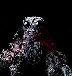 Pardosa saltans - male macro 3, Heeswijk-Dinther, Netherlands A few 5:1 macro shots of the male of Pardosa saltans. I took one home from a hike where they were running around on the forest floor in large numbers. I sacrificed it.<br />
<br />
Although I'm still not 100% satisfied with technical quality, I think the subject itself is super cool at this magnification. It has a great horror factor. In particular the eyes lack any expression, like glass domes with nothing behind it. <br />
<br />
Try to imagine being its prey, and this running at you. You wouldn't notice the running itself as these are very fast spiders.<br />
https://www.jungledragon.com/image/94309/pardosa_saltans_-_male_macro_1_heeswijk-dinther_netherlands.html<br />
https://www.jungledragon.com/image/94308/pardosa_saltans_-_male_macro_2_heeswijk-dinther_netherlands.html Extreme Macro,Extreme Macro Portraits,Pardosa saltans