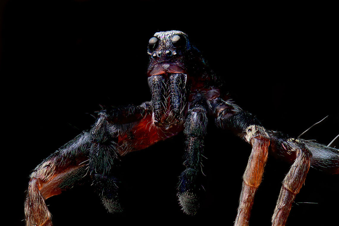 Pardosa saltans - male macro 2, Heeswijk-Dinther, Netherlands A few 5:1 macro shots of the male of Pardosa saltans. I took one home from a hike where they were running around on the forest floor in large numbers. I sacrificed it.<br />
<br />
Although I&#039;m still not 100% satisfied with technical quality, I think the subject itself is super cool at this magnification. It has a great horror factor. In particular the eyes lack any expression, like glass domes with nothing behind it. <br />
<br />
Try to imagine being its prey, and this running at you. You wouldn&#039;t notice the running itself as these are very fast spiders.<br />
<figure class="photo"><a href="https://www.jungledragon.com/image/94309/pardosa_saltans_-_male_macro_1_heeswijk-dinther_netherlands.html" title="Pardosa saltans - male macro 1, Heeswijk-Dinther, Netherlands"><img src="https://s3.amazonaws.com/media.jungledragon.com/images/2/94309_thumb.jpg?AWSAccessKeyId=05GMT0V3GWVNE7GGM1R2&Expires=1759968010&Signature=coTk%2FgBDs1KF6J118l1%2Boq3QC%2Bs%3D" width="118" height="152" alt="Pardosa saltans - male macro 1, Heeswijk-Dinther, Netherlands A few 5:1 macro shots of the male of Pardosa saltans. I took one home from a hike where they were running around on the forest floor in large numbers. I sacrificed it.<br />
<br />
Although I&#039;m still not 100% satisfied with technical quality, I think the subject itself is super cool at this magnification. It has a great horror factor. In particular the eyes lack any expression, like glass domes with nothing behind it. <br />
<br />
Try to imagine being its prey, and this running at you. You wouldn&#039;t notice the running itself as these are very fast spiders.<br />
https://www.jungledragon.com/image/94308/pardosa_saltans_-_male_macro_2_heeswijk-dinther_netherlands.html<br />
https://www.jungledragon.com/image/94303/pardosa_saltans_-_male_macro_3_heeswijk-dinther_netherlands.html Extreme Macro,Pardosa saltans" /></a></figure><br />
<figure class="photo"><a href="https://www.jungledragon.com/image/94303/pardosa_saltans_-_male_macro_3_heeswijk-dinther_netherlands.html" title="Pardosa saltans - male macro 3, Heeswijk-Dinther, Netherlands"><img src="https://s3.amazonaws.com/media.jungledragon.com/images/2/94303_thumb.jpg?AWSAccessKeyId=05GMT0V3GWVNE7GGM1R2&Expires=1759968010&Signature=AVluJ4%2BvEx%2FWrVRm2Rjuvxq3Wfo%3D" width="144" height="152" alt="Pardosa saltans - male macro 3, Heeswijk-Dinther, Netherlands A few 5:1 macro shots of the male of Pardosa saltans. I took one home from a hike where they were running around on the forest floor in large numbers. I sacrificed it.<br />
<br />
Although I&#039;m still not 100% satisfied with technical quality, I think the subject itself is super cool at this magnification. It has a great horror factor. In particular the eyes lack any expression, like glass domes with nothing behind it. <br />
<br />
Try to imagine being its prey, and this running at you. You wouldn&#039;t notice the running itself as these are very fast spiders.<br />
https://www.jungledragon.com/image/94309/pardosa_saltans_-_male_macro_1_heeswijk-dinther_netherlands.html<br />
https://www.jungledragon.com/image/94308/pardosa_saltans_-_male_macro_2_heeswijk-dinther_netherlands.html Extreme Macro,Extreme Macro Portraits,Pardosa saltans" /></a></figure> Extreme Macro,Pardosa saltans,WeMacro