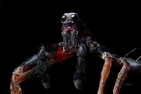 Pardosa saltans - male macro 2, Heeswijk-Dinther, Netherlands A few 5:1 macro shots of the male of Pardosa saltans. I took one home from a hike where they were running around on the forest floor in large numbers. I sacrificed it.

Although I'm still not 100% satisfied with technical quality, I think the subject itself is super cool at this magnification. It has a great horror factor. In particular the eyes lack any expression, like glass domes with nothing behind it. 

Try to imagine being its prey, and this running at you. You wouldn't notice the running itself as these are very fast spiders.
https://www.jungledragon.com/image/94309/pardosa_saltans_-_male_macro_1_heeswijk-dinther_netherlands.html
https://www.jungledragon.com/image/94303/pardosa_saltans_-_male_macro_3_heeswijk-dinther_netherlands.html Extreme Macro,Pardosa saltans,WeMacro