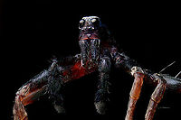 Pardosa saltans - male macro 2, Heeswijk-Dinther, Netherlands A few 5:1 macro shots of the male of Pardosa saltans. I took one home from a hike where they were running around on the forest floor in large numbers. I sacrificed it.<br />
<br />
Although I'm still not 100% satisfied with technical quality, I think the subject itself is super cool at this magnification. It has a great horror factor. In particular the eyes lack any expression, like glass domes with nothing behind it. <br />
<br />
Try to imagine being its prey, and this running at you. You wouldn't notice the running itself as these are very fast spiders.<br />
https://www.jungledragon.com/image/94309/pardosa_saltans_-_male_macro_1_heeswijk-dinther_netherlands.html<br />
https://www.jungledragon.com/image/94303/pardosa_saltans_-_male_macro_3_heeswijk-dinther_netherlands.html Extreme Macro,Pardosa saltans,WeMacro