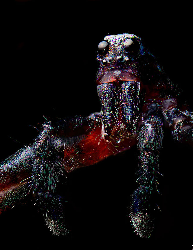 Pardosa saltans - male macro 1, Heeswijk-Dinther, Netherlands A few 5:1 macro shots of the male of Pardosa saltans. I took one home from a hike where they were running around on the forest floor in large numbers. I sacrificed it.<br />
<br />
Although I'm still not 100% satisfied with technical quality, I think the subject itself is super cool at this magnification. It has a great horror factor. In particular the eyes lack any expression, like glass domes with nothing behind it. <br />
<br />
Try to imagine being its prey, and this running at you. You wouldn't notice the running itself as these are very fast spiders.<br />
<figure class="photo"><a href="https://www.jungledragon.com/image/94308/pardosa_saltans_-_male_macro_2_heeswijk-dinther_netherlands.html" title="Pardosa saltans - male macro 2, Heeswijk-Dinther, Netherlands"><img src="https://s3.amazonaws.com/media.jungledragon.com/images/2/94308_thumb.jpg?AWSAccessKeyId=05GMT0V3GWVNE7GGM1R2&Expires=1770854410&Signature=oXVMqp1dPHl%2FGJqp9UMxh6n7O5o%3D" width="200" height="134" alt="Pardosa saltans - male macro 2, Heeswijk-Dinther, Netherlands A few 5:1 macro shots of the male of Pardosa saltans. I took one home from a hike where they were running around on the forest floor in large numbers. I sacrificed it.<br />
<br />
Although I'm still not 100% satisfied with technical quality, I think the subject itself is super cool at this magnification. It has a great horror factor. In particular the eyes lack any expression, like glass domes with nothing behind it. <br />
<br />
Try to imagine being its prey, and this running at you. You wouldn't notice the running itself as these are very fast spiders.<br />
https://www.jungledragon.com/image/94309/pardosa_saltans_-_male_macro_1_heeswijk-dinther_netherlands.html<br />
https://www.jungledragon.com/image/94303/pardosa_saltans_-_male_macro_3_heeswijk-dinther_netherlands.html Extreme Macro,Pardosa saltans,WeMacro" /></a></figure><br />
<figure class="photo"><a href="https://www.jungledragon.com/image/94303/pardosa_saltans_-_male_macro_3_heeswijk-dinther_netherlands.html" title="Pardosa saltans - male macro 3, Heeswijk-Dinther, Netherlands"><img src="https://s3.amazonaws.com/media.jungledragon.com/images/2/94303_thumb.jpg?AWSAccessKeyId=05GMT0V3GWVNE7GGM1R2&Expires=1770854410&Signature=FzwpjacQefXRHdv%2BjBUJNTSKmL0%3D" width="144" height="152" alt="Pardosa saltans - male macro 3, Heeswijk-Dinther, Netherlands A few 5:1 macro shots of the male of Pardosa saltans. I took one home from a hike where they were running around on the forest floor in large numbers. I sacrificed it.<br />
<br />
Although I'm still not 100% satisfied with technical quality, I think the subject itself is super cool at this magnification. It has a great horror factor. In particular the eyes lack any expression, like glass domes with nothing behind it. <br />
<br />
Try to imagine being its prey, and this running at you. You wouldn't notice the running itself as these are very fast spiders.<br />
https://www.jungledragon.com/image/94309/pardosa_saltans_-_male_macro_1_heeswijk-dinther_netherlands.html<br />
https://www.jungledragon.com/image/94308/pardosa_saltans_-_male_macro_2_heeswijk-dinther_netherlands.html Extreme Macro,Extreme Macro Portraits,Pardosa saltans" /></a></figure> Extreme Macro,Pardosa saltans