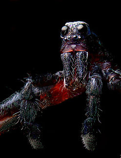 Pardosa saltans - male macro 1, Heeswijk-Dinther, Netherlands A few 5:1 macro shots of the male of Pardosa saltans. I took one home from a hike where they were running around on the forest floor in large numbers. I sacrificed it.

Although I'm still not 100% satisfied with technical quality, I think the subject itself is super cool at this magnification. It has a great horror factor. In particular the eyes lack any expression, like glass domes with nothing behind it. 

Try to imagine being its prey, and this running at you. You wouldn't notice the running itself as these are very fast spiders.
https://www.jungledragon.com/image/94308/pardosa_saltans_-_male_macro_2_heeswijk-dinther_netherlands.html
https://www.jungledragon.com/image/94303/pardosa_saltans_-_male_macro_3_heeswijk-dinther_netherlands.html Extreme Macro,Pardosa saltans