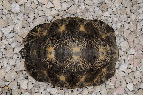 Radiated Tortoise, top view This shot explains why they are called "Radiated". Ambositra,Astrochelys radiata,Geotagged,Madagascar,Radiated tortoise
