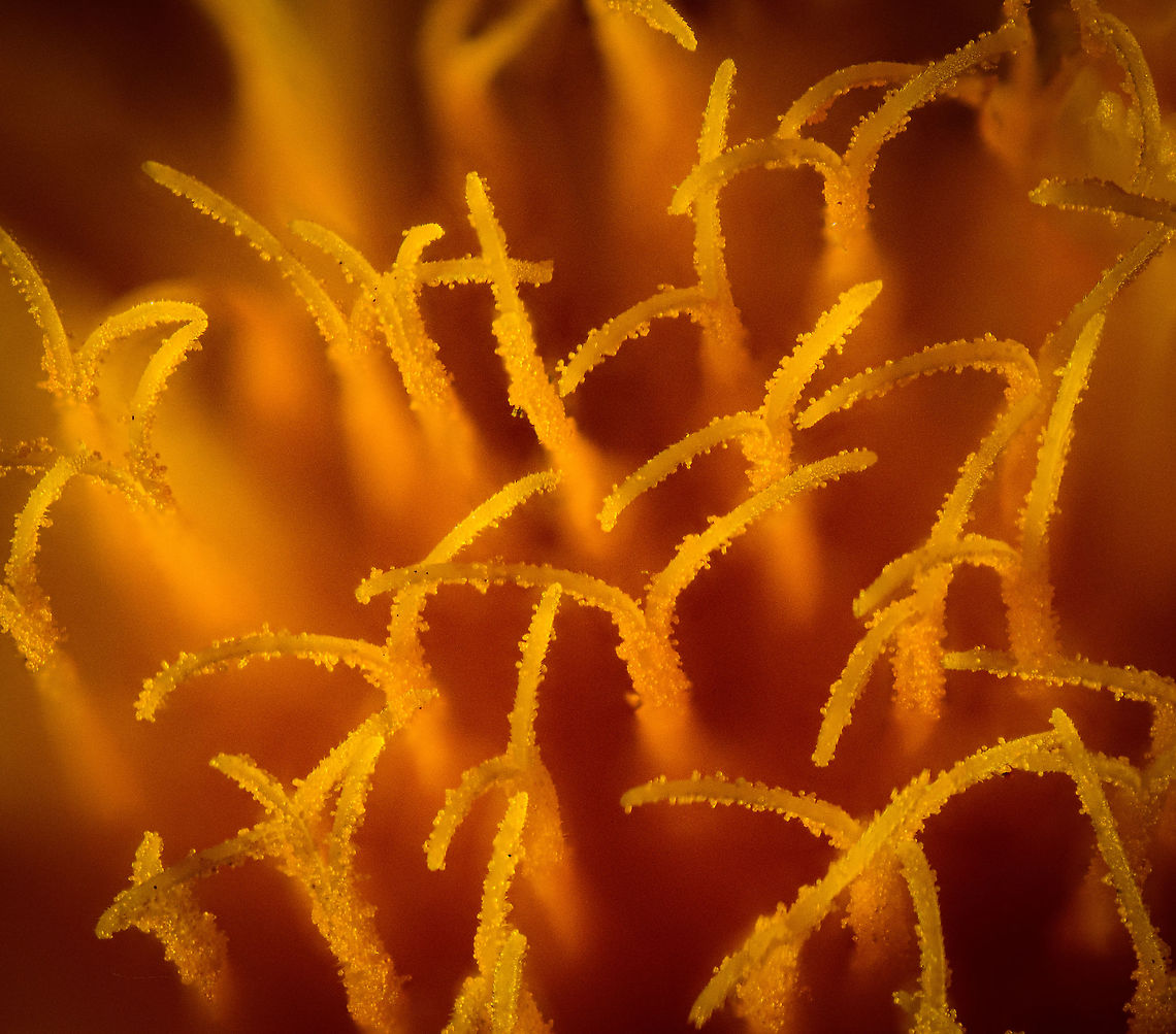 Common Dandelion - anthers, Heesch, Netherlands 2.5:1 and 3.5:1 macro shots of the anthers of a Common Dandelion, idea by Christine. I also tried a 5:1 macro but it failed quite hard. The difficulty in this case is the lack of dynamic range. Everything is a highlight, even more so with light added. With only highlights, stacking software struggles to discover sharp areas.<br />
<figure class="photo"><a href="https://www.jungledragon.com/image/94354/common_dandelion_-_anthers_2_heesch_netherlands.html" title="Common Dandelion - anthers 2, Heesch, Netherlands"><img src="https://s3.amazonaws.com/media.jungledragon.com/images/2/94354_thumb.jpg?AWSAccessKeyId=05GMT0V3GWVNE7GGM1R2&Expires=1769040010&Signature=NaOy31BqYCdyc7sA9ZQjDpRn%2Fzc%3D" width="200" height="132" alt="Common Dandelion - anthers 2, Heesch, Netherlands 2.5:1 and 3.5:1 macro shots of the anthers of a Common Dandelion, idea by Christine. I also tried a 5:1 macro but it failed quite hard. The difficulty in this case is the lack of dynamic range. Everything is a highlight, even more so with light added. With only highlights, stacking software struggles to discover sharp areas.<br />
https://www.jungledragon.com/image/94353/common_dandelion_-_anthers_heesch_netherlands.html Common dandelion,Extreme Macro,Taraxacum officinale" /></a></figure> Common dandelion,Extreme Macro,Taraxacum officinale