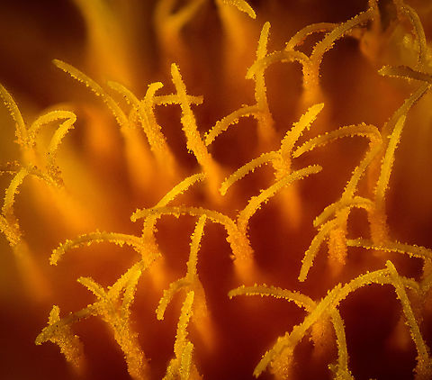 Common Dandelion - anthers, Heesch, Netherlands 2.5:1 and 3.5:1 macro shots of the anthers of a Common Dandelion, idea by Christine. I also tried a 5:1 macro but it failed quite hard. The difficulty in this case is the lack of dynamic range. Everything is a highlight, even more so with light added. With only highlights, stacking software struggles to discover sharp areas.
https://www.jungledragon.com/image/94354/common_dandelion_-_anthers_2_heesch_netherlands.html Common dandelion,Extreme Macro,Taraxacum officinale