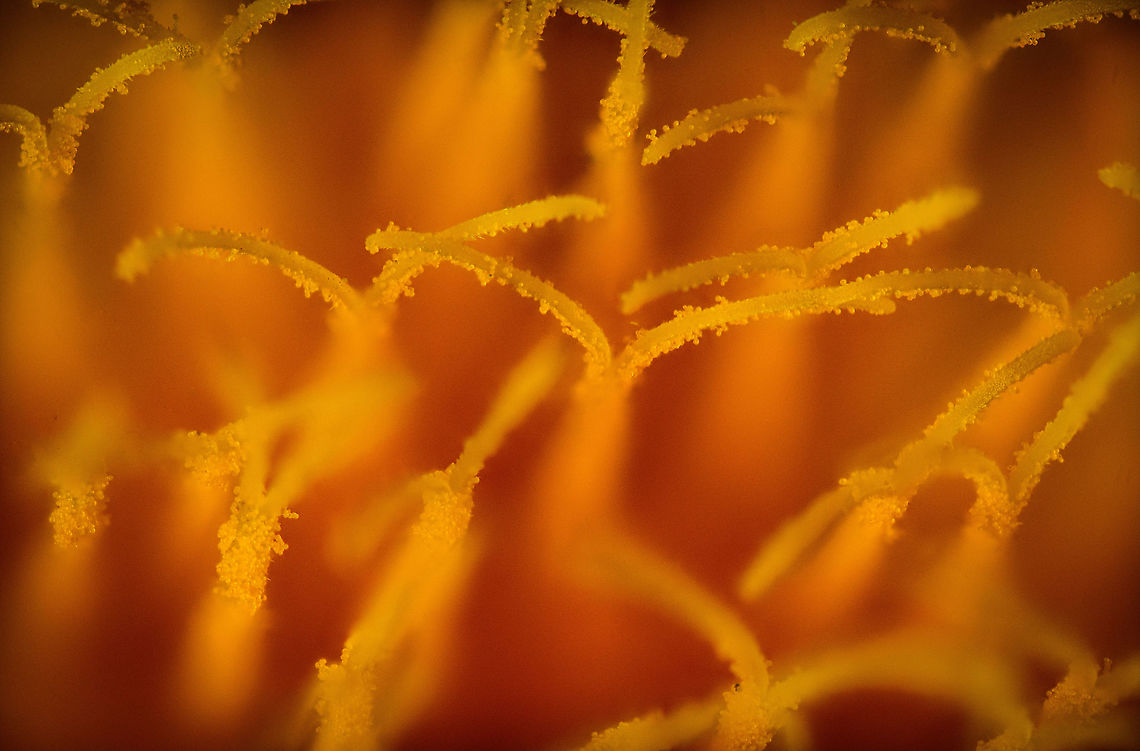 Common Dandelion - anthers 2, Heesch, Netherlands 2.5:1 and 3.5:1 macro shots of the anthers of a Common Dandelion, idea by Christine. I also tried a 5:1 macro but it failed quite hard. The difficulty in this case is the lack of dynamic range. Everything is a highlight, even more so with light added. With only highlights, stacking software struggles to discover sharp areas.<br />
<figure class="photo"><a href="https://www.jungledragon.com/image/94353/common_dandelion_-_anthers_heesch_netherlands.html" title="Common Dandelion - anthers, Heesch, Netherlands"><img src="https://s3.amazonaws.com/media.jungledragon.com/images/2/94353_thumb.jpg?AWSAccessKeyId=05GMT0V3GWVNE7GGM1R2&Expires=1769040010&Signature=XTyq47hwNPFOfAaK3S3sUwKn%2FM0%3D" width="200" height="176" alt="Common Dandelion - anthers, Heesch, Netherlands 2.5:1 and 3.5:1 macro shots of the anthers of a Common Dandelion, idea by Christine. I also tried a 5:1 macro but it failed quite hard. The difficulty in this case is the lack of dynamic range. Everything is a highlight, even more so with light added. With only highlights, stacking software struggles to discover sharp areas.<br />
https://www.jungledragon.com/image/94354/common_dandelion_-_anthers_2_heesch_netherlands.html Common dandelion,Extreme Macro,Taraxacum officinale" /></a></figure> Common dandelion,Extreme Macro,Taraxacum officinale