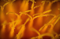Common Dandelion - anthers 2, Heesch, Netherlands 2.5:1 and 3.5:1 macro shots of the anthers of a Common Dandelion, idea by Christine. I also tried a 5:1 macro but it failed quite hard. The difficulty in this case is the lack of dynamic range. Everything is a highlight, even more so with light added. With only highlights, stacking software struggles to discover sharp areas.<br />
https://www.jungledragon.com/image/94353/common_dandelion_-_anthers_heesch_netherlands.html Common dandelion,Extreme Macro,Taraxacum officinale