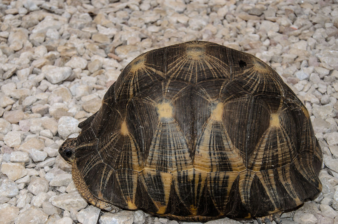 Radiated Tortoise, side view This shot explains why they are called "Radiated". Ambositra,Astrochelys radiata,Geotagged,Madagascar,Radiated tortoise