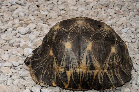 Radiated Tortoise, side view This shot explains why they are called "Radiated". Ambositra,Astrochelys radiata,Geotagged,Madagascar,Radiated tortoise