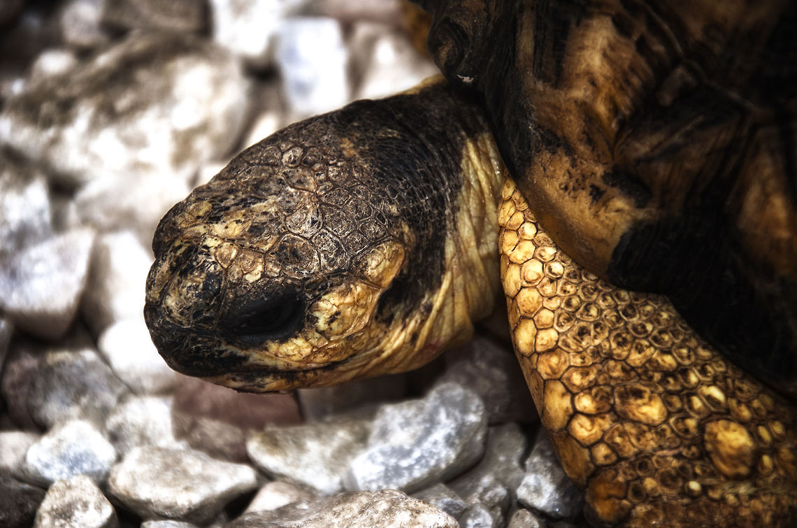 Not just any turtle Madagascar has almost no industry, but a major one is the trade in gem stones. In our travel between two major wildlife destinations we visited a gem stone shop, and we noticed this turtle there on display. We asked why it was there, but no serious answer came. <br />
<br />
Only back home I learned this concerns the Radiated tortoise, one of the most threatened turtle species on the planet. It is saddening that it will spend its life on display in the craftshop, but still better than being butchered for meat, as we saw on many local markets. Ambositra,Astrochelys radiata,Geotagged,Madagascar,Radiated tortoise