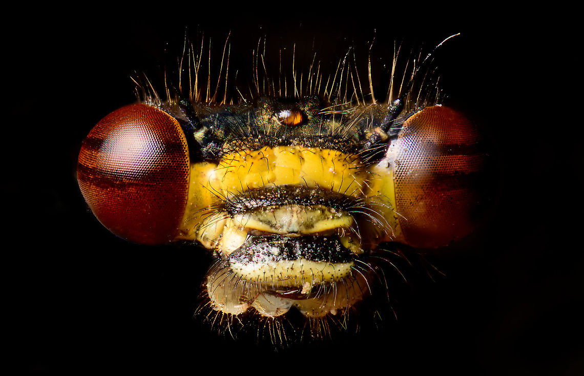 Large Red Damselfly - male (5:1) frontal, Heesch, Netherlands Part of this series posted earlier:<br />
<figure class="photo"><a href="https://www.jungledragon.com/image/93550/large_red_damselfly_-_male_2.51_heesch_netherlands.html" title="Large Red Damselfly - male (2.5:1), Heesch, Netherlands"><img src="https://s3.amazonaws.com/media.jungledragon.com/images/2/93550_thumb.jpg?AWSAccessKeyId=05GMT0V3GWVNE7GGM1R2&Expires=1769040010&Signature=RJG8bhQABIXu%2FeT2KLJeFaepSrU%3D" width="200" height="134" alt="Large Red Damselfly - male (2.5:1), Heesch, Netherlands https://www.jungledragon.com/image/93551/large_red_damselfly_-_male_51_heesch_netherlands.html<br />
Henriette found this struggling damselfly on the doorstep of our garden, saving it from being squashed as we regularly pass through there. It looked bodily intact yet barely moving and very sandy. It made no attempt to flee or escape. I already had it in a tube as a stacking subject, when I changed my mind and gave it a second chance. It put it in a sunny place and gave it drips of water. I waited for 4 hours yet it stayed in its miserable state. It wasn't going to make it. I found 4 more of the same species in the garden, all healthy.<br />
<br />
As a side note: it concerns me to find insects that are bodily intact yet dying. It has me thinking they may have a neurological problem. Read: they are poisoned. I live in an area with intense agriculture and it is known that some pesticides are designed to attach to receptors in the insect's brain, poisoning them very slowly. I don't have the skill or evidence to suggest that this is what happened, it's just something on my mind.<br />
<br />
This looks to be the male of the species. Both shots are side views at 2.5 and 5 x macro, respectively, lit by a single flash with a big diffuser. Extreme Macro,Large Red Damselfly,Pyrrhosoma nymphula,WeMacro" /></a></figure><br />
I initially kept this image behind as it had a lot of issues. For example, lots of sand on the subject, poor lighting, etc. I've now tried to correct those in post. Extreme Macro,Large Red Damselfly,Pyrrhosoma nymphula