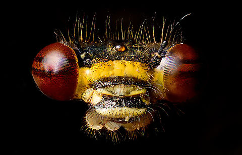 Large Red Damselfly - male (5:1) frontal, Heesch, Netherlands Part of this series posted earlier:
https://www.jungledragon.com/image/93550/large_red_damselfly_-_male_2.51_heesch_netherlands.html
I initially kept this image behind as it had a lot of issues. For example, lots of sand on the subject, poor lighting, etc. I've now tried to correct those in post. Extreme Macro,Large Red Damselfly,Pyrrhosoma nymphula