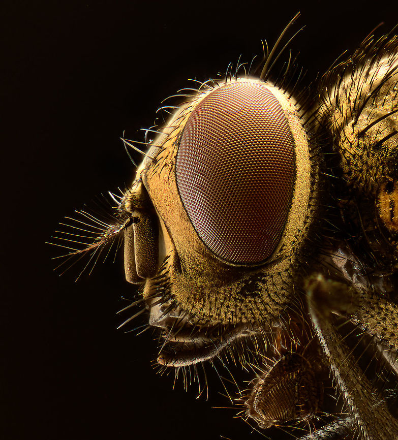 Housefly (5:1) - potrait, Heesch, Netherlands A few extreme macro shots of a housefly. This is a species where I have no emotional issue at all with sacrificing one for the sake of a photo. They are nasty creatures, multiply like crazy around trash and are a constant pest both inside and outside the house. <br />
<figure class="photo"><a href="https://www.jungledragon.com/image/94504/housefly_51_heesch_netherlands.html" title="Housefly (5:1), Heesch, Netherlands"><img src="https://s3.amazonaws.com/media.jungledragon.com/images/2/94504_thumb.jpg?AWSAccessKeyId=05GMT0V3GWVNE7GGM1R2&Expires=1759968010&Signature=BGiRQca0bAFbh3RfTIPu9Sk0UXc%3D" width="200" height="134" alt="Housefly (5:1), Heesch, Netherlands A few extreme macro shots of a housefly. This is a species where I have no emotional issue at all with sacrificing one for the sake of a photo. They are nasty creatures, multiply like crazy around trash and are a constant pest both inside and outside the house. <br />
https://www.jungledragon.com/image/94502/housefly_51_-_potrait_heesch_netherlands.html<br />
https://www.jungledragon.com/image/94503/housefly_51_-_frontal_heesch_netherlands.html Extreme Macro,Housefly,Musca domestica" /></a></figure><br />
<figure class="photo"><a href="https://www.jungledragon.com/image/94503/housefly_51_-_frontal_heesch_netherlands.html" title="Housefly (5:1) - frontal, Heesch, Netherlands"><img src="https://s3.amazonaws.com/media.jungledragon.com/images/2/94503_thumb.jpg?AWSAccessKeyId=05GMT0V3GWVNE7GGM1R2&Expires=1759968010&Signature=Jhwlkex830OcUfjhqR60kfL0O40%3D" width="200" height="154" alt="Housefly (5:1) - frontal, Heesch, Netherlands A few extreme macro shots of a housefly. This is a species where I have no emotional issue at all with sacrificing one for the sake of a photo. They are nasty creatures, multiply like crazy around trash and are a constant pest both inside and outside the house. <br />
https://www.jungledragon.com/image/94504/housefly_51_heesch_netherlands.html<br />
https://www.jungledragon.com/image/94502/housefly_51_-_potrait_heesch_netherlands.html Extreme Macro,Housefly,Musca domestica" /></a></figure> Extreme Macro,Extreme Macro Portraits,Housefly,Musca domestica,WeMacro