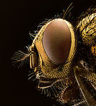 Housefly (5:1) - potrait, Heesch, Netherlands A few extreme macro shots of a housefly. This is a species where I have no emotional issue at all with sacrificing one for the sake of a photo. They are nasty creatures, multiply like crazy around trash and are a constant pest both inside and outside the house. <br />
https://www.jungledragon.com/image/94504/housefly_51_heesch_netherlands.html<br />
https://www.jungledragon.com/image/94503/housefly_51_-_frontal_heesch_netherlands.html Extreme Macro,Extreme Macro Portraits,Housefly,Musca domestica,WeMacro