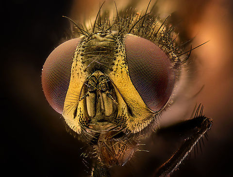 Housefly (5:1) - frontal, Heesch, Netherlands A few extreme macro shots of a housefly. This is a species where I have no emotional issue at all with sacrificing one for the sake of a photo. They are nasty creatures, multiply like crazy around trash and are a constant pest both inside and outside the house. 
https://www.jungledragon.com/image/94504/housefly_51_heesch_netherlands.html
https://www.jungledragon.com/image/94502/housefly_51_-_potrait_heesch_netherlands.html Extreme Macro,Housefly,Musca domestica