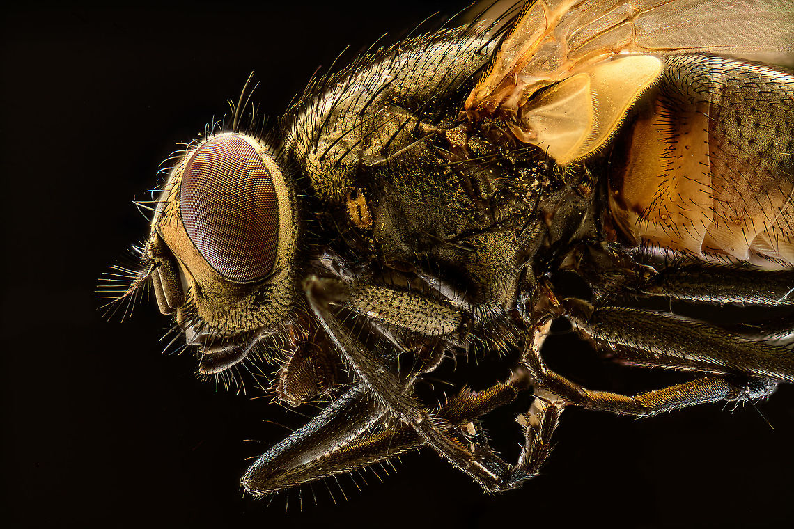 Housefly (5:1), Heesch, Netherlands A few extreme macro shots of a housefly. This is a species where I have no emotional issue at all with sacrificing one for the sake of a photo. They are nasty creatures, multiply like crazy around trash and are a constant pest both inside and outside the house. <br />
<figure class="photo"><a href="https://www.jungledragon.com/image/94502/housefly_51_-_potrait_heesch_netherlands.html" title="Housefly (5:1) - potrait, Heesch, Netherlands"><img src="https://s3.amazonaws.com/media.jungledragon.com/images/2/94502_thumb.jpg?AWSAccessKeyId=05GMT0V3GWVNE7GGM1R2&Expires=1759968010&Signature=HHppfW87zmOkT1nC1S9eLFN4ryg%3D" width="138" height="152" alt="Housefly (5:1) - potrait, Heesch, Netherlands A few extreme macro shots of a housefly. This is a species where I have no emotional issue at all with sacrificing one for the sake of a photo. They are nasty creatures, multiply like crazy around trash and are a constant pest both inside and outside the house. <br />
https://www.jungledragon.com/image/94504/housefly_51_heesch_netherlands.html<br />
https://www.jungledragon.com/image/94503/housefly_51_-_frontal_heesch_netherlands.html Extreme Macro,Extreme Macro Portraits,Housefly,Musca domestica,WeMacro" /></a></figure><br />
<figure class="photo"><a href="https://www.jungledragon.com/image/94503/housefly_51_-_frontal_heesch_netherlands.html" title="Housefly (5:1) - frontal, Heesch, Netherlands"><img src="https://s3.amazonaws.com/media.jungledragon.com/images/2/94503_thumb.jpg?AWSAccessKeyId=05GMT0V3GWVNE7GGM1R2&Expires=1759968010&Signature=Jhwlkex830OcUfjhqR60kfL0O40%3D" width="200" height="154" alt="Housefly (5:1) - frontal, Heesch, Netherlands A few extreme macro shots of a housefly. This is a species where I have no emotional issue at all with sacrificing one for the sake of a photo. They are nasty creatures, multiply like crazy around trash and are a constant pest both inside and outside the house. <br />
https://www.jungledragon.com/image/94504/housefly_51_heesch_netherlands.html<br />
https://www.jungledragon.com/image/94502/housefly_51_-_potrait_heesch_netherlands.html Extreme Macro,Housefly,Musca domestica" /></a></figure> Extreme Macro,Housefly,Musca domestica