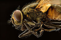 Housefly (5:1), Heesch, Netherlands A few extreme macro shots of a housefly. This is a species where I have no emotional issue at all with sacrificing one for the sake of a photo. They are nasty creatures, multiply like crazy around trash and are a constant pest both inside and outside the house. <br />
https://www.jungledragon.com/image/94502/housefly_51_-_potrait_heesch_netherlands.html<br />
https://www.jungledragon.com/image/94503/housefly_51_-_frontal_heesch_netherlands.html Extreme Macro,Housefly,Musca domestica