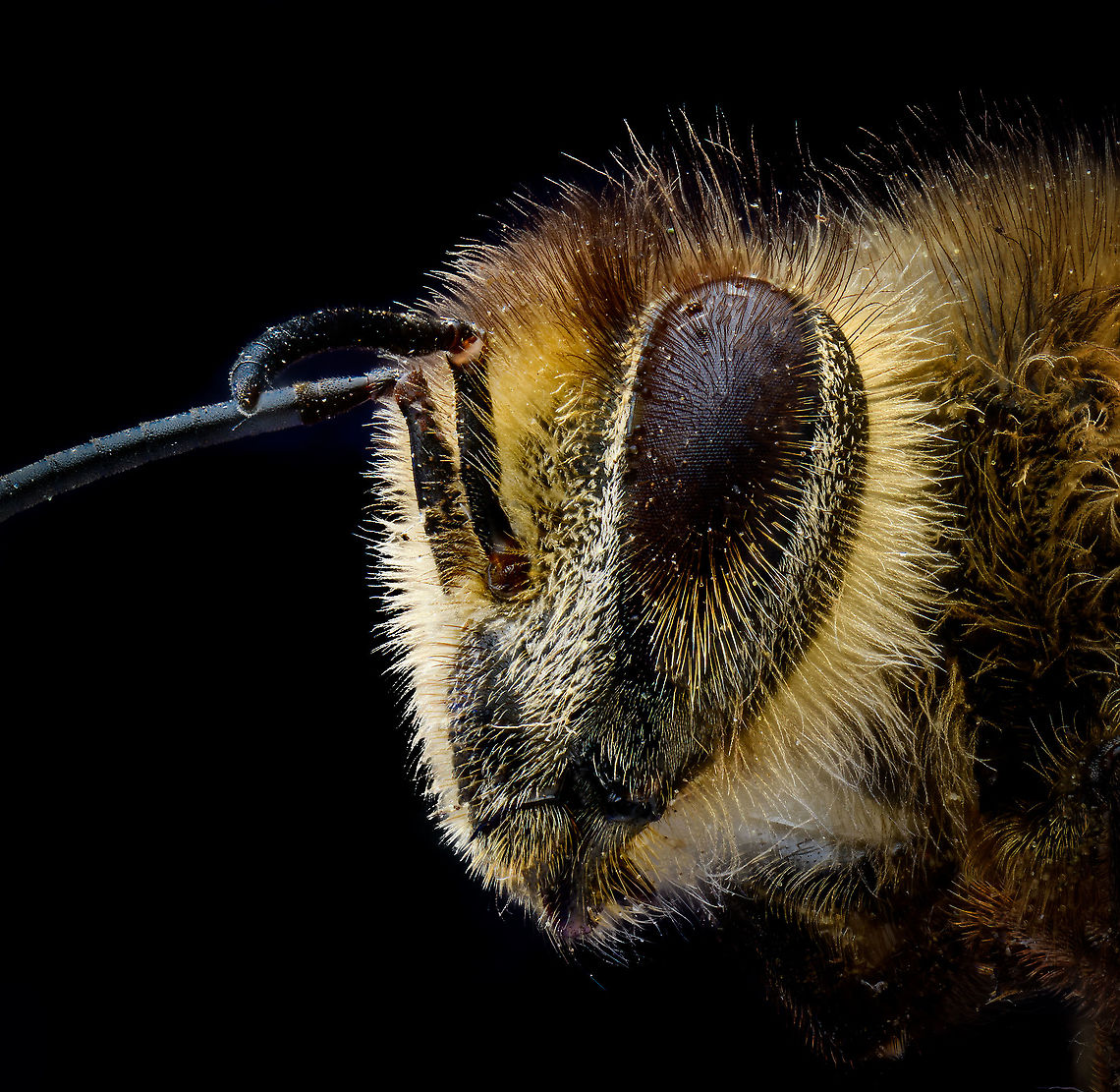 Bee macro, Heesch, Netherlands Found dead in the garden. This was a full body shot, yet it was such a dirty specimen, that no amount of post processing could fix it. My foolish attempt to wash it made it even worse. So instead, here&#039;s a crop of the head. <br />
<br />
This is one supremely hairy creature, optimized to carry as much pollen as possible. Even the eyes have hairs, it is speculated that these hairs are used for determining wind direction. Extreme Macro,Extreme Macro Portraits,WeMacro