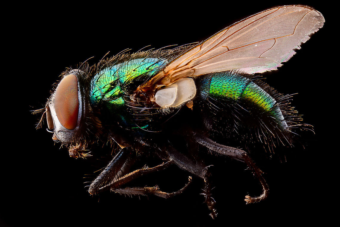 Common green bottlefly - full body, Heesch, Netherlands Extreme macro shots of this highly common species of fly. Unlike the house fly, this is a fly that tends to stay outside. They are very commonly found sun bathing on fences and other objects. <br />
<br />
It has an incredibly rapid life cycle of 2 to 3 weeks, from laying eggs in or on an animal dead or alive, the larvae feeding on this flesh, the larvae going through 3 instar phases, the larvae exiting the host to find a place to pupate, the pupae morphing into an adult, and this adult laying new eggs. <br />
<br />
Interesting fact is that mate discovery takes places by the male detecting the light frequency of flapping wings of other flies. This way it can filter out males or old females. <br />
<br />
There is somewhat of a courtship for the male to be allowed to mate, yet it's not very effective. The female may reject the male attempt yet is often too late to do so. Once mounted, her attempt to kick the intruder with her hind legs often does not dismount the male.<br />
<figure class="photo"><a href="https://www.jungledragon.com/image/94522/common_green_bottlefly_-_portrait_heesch_netherlands.html" title="Common green bottlefly - portrait, Heesch, Netherlands"><img src="https://s3.amazonaws.com/media.jungledragon.com/images/2/94522_thumb.jpg?AWSAccessKeyId=05GMT0V3GWVNE7GGM1R2&Expires=1769040010&Signature=pCEq9wGw1CRln%2F9mXsCmYSQ6iHg%3D" width="136" height="152" alt="Common green bottlefly - portrait, Heesch, Netherlands Extreme macro shots of this highly common species of fly. Unlike the house fly, this is a fly that tends to stay outside. They are very commonly found sun bathing on fences and other objects. <br />
<br />
It has an incredibly rapid life cycle of 2 to 3 weeks, from laying eggs in or on an animal dead or alive, the larvae feeding on this flesh, the larvae going through 3 instar phases, the larvae exiting the host to find a place to pupate, the pupae morphing into an adult, and this adult laying new eggs. <br />
<br />
Interesting fact is that mate discovery takes places by the male detecting the light frequency of flapping wings of other flies. This way it can filter out males or old females. <br />
<br />
There is somewhat of a courtship for the male to be allowed to mate, yet it's not very effective. The female may reject the male attempt yet is often too late to do so. Once mounted, her attempt to kick the intruder with her hind legs often does not dismount the male.<br />
https://www.jungledragon.com/image/94521/common_green_bottlefly_-_full_body_heesch_netherlands.html<br />
https://www.jungledragon.com/image/94523/common_green_bottlefly_-_frontal_heesch_netherlands.html Common green bottle fly,Extreme Macro,Extreme Macro Portraits,Lucilia sericata" /></a></figure><br />
<figure class="photo"><a href="https://www.jungledragon.com/image/94523/common_green_bottlefly_-_frontal_heesch_netherlands.html" title="Common green bottlefly - frontal, Heesch, Netherlands"><img src="https://s3.amazonaws.com/media.jungledragon.com/images/2/94523_thumb.jpg?AWSAccessKeyId=05GMT0V3GWVNE7GGM1R2&Expires=1769040010&Signature=zHXkosAK9f09f6ockF7cLlDKTK4%3D" width="200" height="158" alt="Common green bottlefly - frontal, Heesch, Netherlands Extreme macro shots of this highly common species of fly. Unlike the house fly, this is a fly that tends to stay outside. They are very commonly found sun bathing on fences and other objects. <br />
<br />
It has an incredibly rapid life cycle of 2 to 3 weeks, from laying eggs in or on an animal dead or alive, the larvae feeding on this flesh, the larvae going through 3 instar phases, the larvae exiting the host to find a place to pupate, the pupae morphing into an adult, and this adult laying new eggs. <br />
<br />
Interesting fact is that mate discovery takes places by the male detecting the light frequency of flapping wings of other flies. This way it can filter out males or old females. <br />
<br />
There is somewhat of a courtship for the male to be allowed to mate, yet it's not very effective. The female may reject the male attempt yet is often too late to do so. Once mounted, her attempt to kick the intruder with her hind legs often does not dismount the male.<br />
https://www.jungledragon.com/image/94521/common_green_bottlefly_-_full_body_heesch_netherlands.html<br />
https://www.jungledragon.com/image/94522/common_green_bottlefly_-_portrait_heesch_netherlands.html Common green bottle fly,Extreme Macro,Lucilia sericata" /></a></figure> Common green bottle fly,Extreme Macro,Lucilia sericata