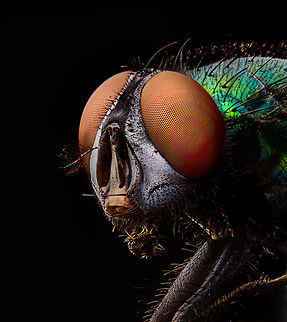 Common green bottlefly - portrait, Heesch, Netherlands Extreme macro shots of this highly common species of fly. Unlike the house fly, this is a fly that tends to stay outside. They are very commonly found sun bathing on fences and other objects. 

It has an incredibly rapid life cycle of 2 to 3 weeks, from laying eggs in or on an animal dead or alive, the larvae feeding on this flesh, the larvae going through 3 instar phases, the larvae exiting the host to find a place to pupate, the pupae morphing into an adult, and this adult laying new eggs. 

Interesting fact is that mate discovery takes places by the male detecting the light frequency of flapping wings of other flies. This way it can filter out males or old females. 

There is somewhat of a courtship for the male to be allowed to mate, yet it's not very effective. The female may reject the male attempt yet is often too late to do so. Once mounted, her attempt to kick the intruder with her hind legs often does not dismount the male.
https://www.jungledragon.com/image/94521/common_green_bottlefly_-_full_body_heesch_netherlands.html
https://www.jungledragon.com/image/94523/common_green_bottlefly_-_frontal_heesch_netherlands.html Common green bottle fly,Extreme Macro,Extreme Macro Portraits,Lucilia sericata