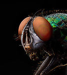 Common green bottlefly - portrait, Heesch, Netherlands Extreme macro shots of this highly common species of fly. Unlike the house fly, this is a fly that tends to stay outside. They are very commonly found sun bathing on fences and other objects. <br />
<br />
It has an incredibly rapid life cycle of 2 to 3 weeks, from laying eggs in or on an animal dead or alive, the larvae feeding on this flesh, the larvae going through 3 instar phases, the larvae exiting the host to find a place to pupate, the pupae morphing into an adult, and this adult laying new eggs. <br />
<br />
Interesting fact is that mate discovery takes places by the male detecting the light frequency of flapping wings of other flies. This way it can filter out males or old females. <br />
<br />
There is somewhat of a courtship for the male to be allowed to mate, yet it's not very effective. The female may reject the male attempt yet is often too late to do so. Once mounted, her attempt to kick the intruder with her hind legs often does not dismount the male.<br />
https://www.jungledragon.com/image/94521/common_green_bottlefly_-_full_body_heesch_netherlands.html<br />
https://www.jungledragon.com/image/94523/common_green_bottlefly_-_frontal_heesch_netherlands.html Common green bottle fly,Extreme Macro,Extreme Macro Portraits,Lucilia sericata
