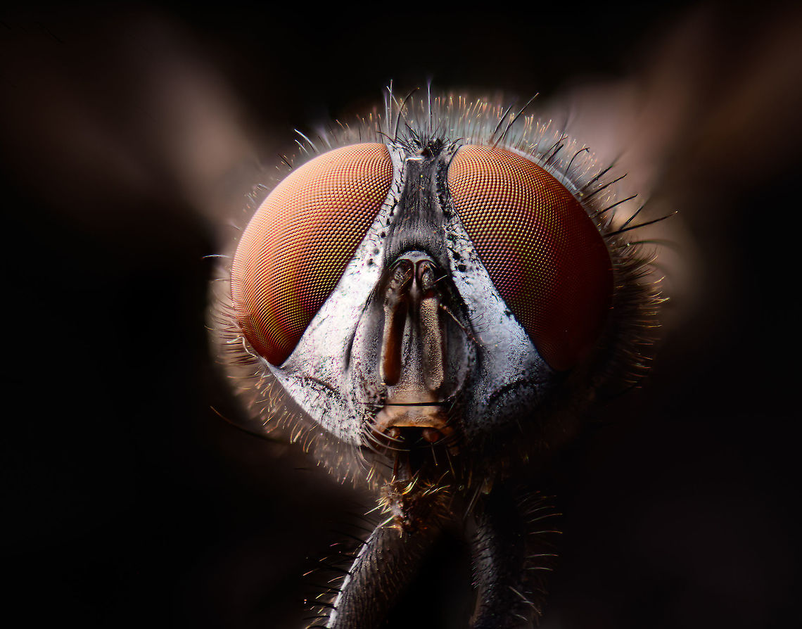 Common green bottlefly - frontal, Heesch, Netherlands Extreme macro shots of this highly common species of fly. Unlike the house fly, this is a fly that tends to stay outside. They are very commonly found sun bathing on fences and other objects. <br />
<br />
It has an incredibly rapid life cycle of 2 to 3 weeks, from laying eggs in or on an animal dead or alive, the larvae feeding on this flesh, the larvae going through 3 instar phases, the larvae exiting the host to find a place to pupate, the pupae morphing into an adult, and this adult laying new eggs. <br />
<br />
Interesting fact is that mate discovery takes places by the male detecting the light frequency of flapping wings of other flies. This way it can filter out males or old females. <br />
<br />
There is somewhat of a courtship for the male to be allowed to mate, yet it's not very effective. The female may reject the male attempt yet is often too late to do so. Once mounted, her attempt to kick the intruder with her hind legs often does not dismount the male.<br />
<figure class="photo"><a href="https://www.jungledragon.com/image/94521/common_green_bottlefly_-_full_body_heesch_netherlands.html" title="Common green bottlefly - full body, Heesch, Netherlands"><img src="https://s3.amazonaws.com/media.jungledragon.com/images/2/94521_thumb.jpg?AWSAccessKeyId=05GMT0V3GWVNE7GGM1R2&Expires=1769040010&Signature=DOlQBkaFyeLzCfZuQXdPzzR6R%2BY%3D" width="200" height="134" alt="Common green bottlefly - full body, Heesch, Netherlands Extreme macro shots of this highly common species of fly. Unlike the house fly, this is a fly that tends to stay outside. They are very commonly found sun bathing on fences and other objects. <br />
<br />
It has an incredibly rapid life cycle of 2 to 3 weeks, from laying eggs in or on an animal dead or alive, the larvae feeding on this flesh, the larvae going through 3 instar phases, the larvae exiting the host to find a place to pupate, the pupae morphing into an adult, and this adult laying new eggs. <br />
<br />
Interesting fact is that mate discovery takes places by the male detecting the light frequency of flapping wings of other flies. This way it can filter out males or old females. <br />
<br />
There is somewhat of a courtship for the male to be allowed to mate, yet it's not very effective. The female may reject the male attempt yet is often too late to do so. Once mounted, her attempt to kick the intruder with her hind legs often does not dismount the male.<br />
https://www.jungledragon.com/image/94522/common_green_bottlefly_-_portrait_heesch_netherlands.html<br />
https://www.jungledragon.com/image/94523/common_green_bottlefly_-_frontal_heesch_netherlands.html Common green bottle fly,Extreme Macro,Lucilia sericata" /></a></figure><br />
<figure class="photo"><a href="https://www.jungledragon.com/image/94522/common_green_bottlefly_-_portrait_heesch_netherlands.html" title="Common green bottlefly - portrait, Heesch, Netherlands"><img src="https://s3.amazonaws.com/media.jungledragon.com/images/2/94522_thumb.jpg?AWSAccessKeyId=05GMT0V3GWVNE7GGM1R2&Expires=1769040010&Signature=pCEq9wGw1CRln%2F9mXsCmYSQ6iHg%3D" width="136" height="152" alt="Common green bottlefly - portrait, Heesch, Netherlands Extreme macro shots of this highly common species of fly. Unlike the house fly, this is a fly that tends to stay outside. They are very commonly found sun bathing on fences and other objects. <br />
<br />
It has an incredibly rapid life cycle of 2 to 3 weeks, from laying eggs in or on an animal dead or alive, the larvae feeding on this flesh, the larvae going through 3 instar phases, the larvae exiting the host to find a place to pupate, the pupae morphing into an adult, and this adult laying new eggs. <br />
<br />
Interesting fact is that mate discovery takes places by the male detecting the light frequency of flapping wings of other flies. This way it can filter out males or old females. <br />
<br />
There is somewhat of a courtship for the male to be allowed to mate, yet it's not very effective. The female may reject the male attempt yet is often too late to do so. Once mounted, her attempt to kick the intruder with her hind legs often does not dismount the male.<br />
https://www.jungledragon.com/image/94521/common_green_bottlefly_-_full_body_heesch_netherlands.html<br />
https://www.jungledragon.com/image/94523/common_green_bottlefly_-_frontal_heesch_netherlands.html Common green bottle fly,Extreme Macro,Extreme Macro Portraits,Lucilia sericata" /></a></figure> Common green bottle fly,Extreme Macro,Lucilia sericata