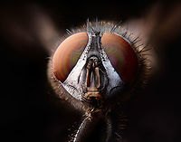 Common green bottlefly - frontal, Heesch, Netherlands Extreme macro shots of this highly common species of fly. Unlike the house fly, this is a fly that tends to stay outside. They are very commonly found sun bathing on fences and other objects. <br />
<br />
It has an incredibly rapid life cycle of 2 to 3 weeks, from laying eggs in or on an animal dead or alive, the larvae feeding on this flesh, the larvae going through 3 instar phases, the larvae exiting the host to find a place to pupate, the pupae morphing into an adult, and this adult laying new eggs. <br />
<br />
Interesting fact is that mate discovery takes places by the male detecting the light frequency of flapping wings of other flies. This way it can filter out males or old females. <br />
<br />
There is somewhat of a courtship for the male to be allowed to mate, yet it's not very effective. The female may reject the male attempt yet is often too late to do so. Once mounted, her attempt to kick the intruder with her hind legs often does not dismount the male.<br />
https://www.jungledragon.com/image/94521/common_green_bottlefly_-_full_body_heesch_netherlands.html<br />
https://www.jungledragon.com/image/94522/common_green_bottlefly_-_portrait_heesch_netherlands.html Common green bottle fly,Extreme Macro,Lucilia sericata