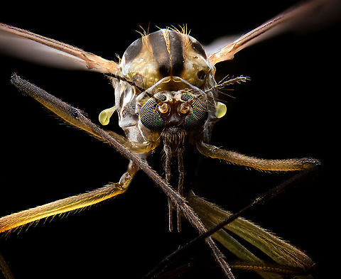 Chironomus sp. extreme macro, frontal, Heesch, Netherlands https://www.jungledragon.com/image/94562/midge_extreme_macro_side_view_heesch_netherlands.html Extreme Macro,Extreme Macro Portraits,WeMacro