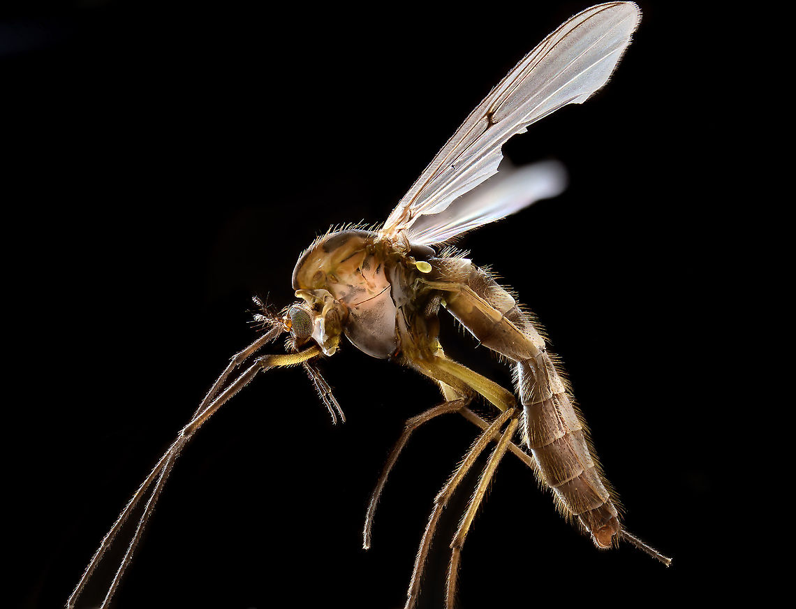 Chironomus sp. extreme macro, side view, Heesch, Netherlands <figure class="photo"><a href="https://www.jungledragon.com/image/94561/chironomus_sp._extreme_macro_frontal_heesch_netherlands.html" title="Chironomus sp. extreme macro, frontal, Heesch, Netherlands"><img src="https://s3.amazonaws.com/media.jungledragon.com/images/2/94561_thumb.jpg?AWSAccessKeyId=05GMT0V3GWVNE7GGM1R2&Expires=1763596810&Signature=Kw7Qwkstl8aelvZRtcEO4ZIv7Ts%3D" width="200" height="164" alt="Chironomus sp. extreme macro, frontal, Heesch, Netherlands https://www.jungledragon.com/image/94562/midge_extreme_macro_side_view_heesch_netherlands.html Extreme Macro,Extreme Macro Portraits,WeMacro" /></a></figure> Extreme Macro,WeMacro