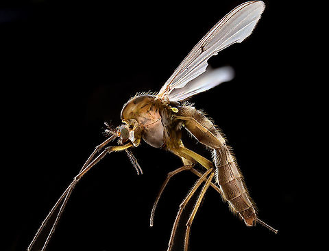 Chironomus sp. extreme macro, side view, Heesch, Netherlands https://www.jungledragon.com/image/94561/midge_extreme_macro_frontal_heesch_netherlands.html Extreme Macro,WeMacro
