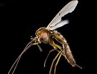 Chironomus sp. extreme macro, side view, Heesch, Netherlands https://www.jungledragon.com/image/94561/midge_extreme_macro_frontal_heesch_netherlands.html Extreme Macro,WeMacro