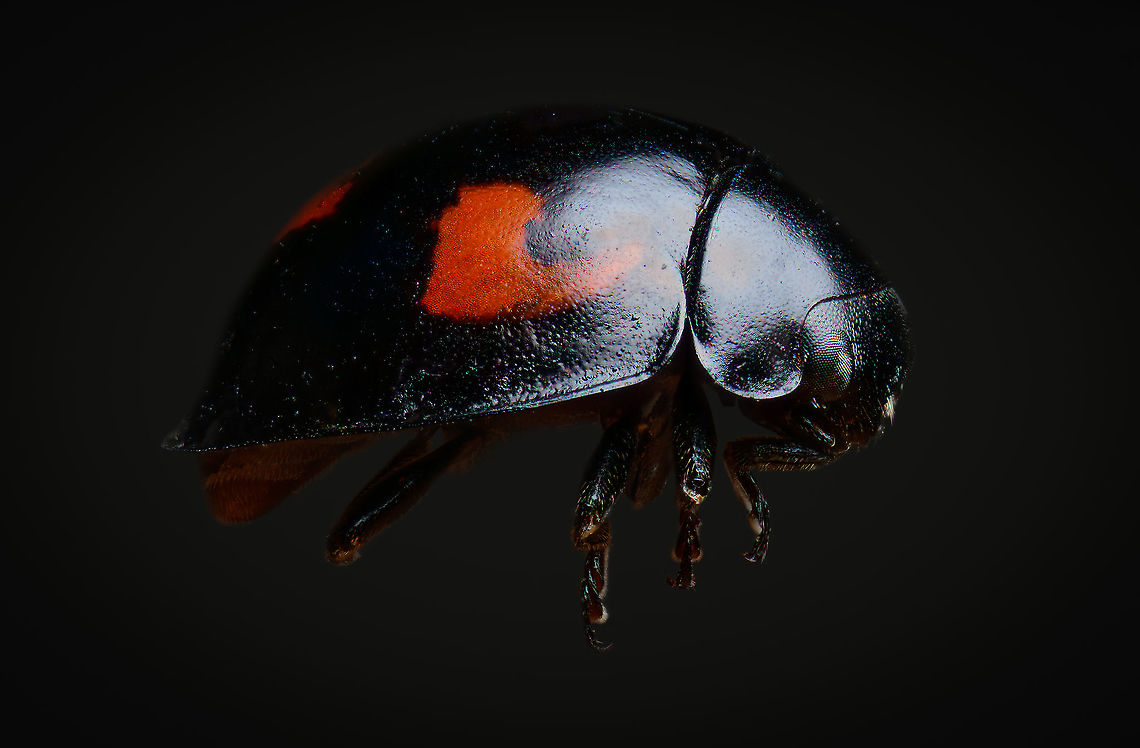 Pine Ladybird, Heesch, Netherlands 2.5x macro, subject size 4-6mm. Found in the garden and sacrificed. A tricky subject to illuminate as it&#039;s both black and shiny. Exochomus quadripustulatus,Extreme Macro,Pine Ladybird,WeMacro