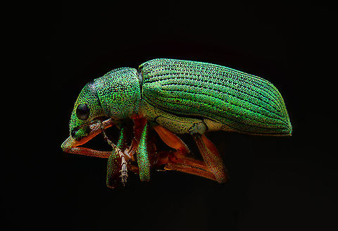 Green Immigrant Leaf Weevil - side view, Heesch, Netherlands The tiny (6mm) Green Immigrant Leaf Weevil. This is basically a black weevil with colorful pearl-like scales. As they age, they become increasingly dark as they lose more scales. 
https://www.jungledragon.com/image/94622/green_immigrant_leaf_weevil_-_frontal_heesch_netherlands.html
https://www.jungledragon.com/image/94623/green_immigrant_leaf_weevil_-_diagonal_heesch_netherlands.html Extreme Macro,Green Immigrant Leaf Weevil,Polydrusus formosus