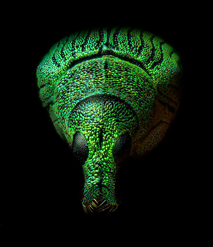 Green Immigrant Leaf Weevil - frontal, Heesch, Netherlands The tiny (6mm) Green Immigrant Leaf Weevil. This is basically a black weevil with colorful pearl-like scales. As they age, they become increasingly dark as they lose more scales. <br />
<figure class="photo"><a href="https://www.jungledragon.com/image/94621/green_immigrant_leaf_weevil_-_side_view_heesch_netherlands.html" title="Green Immigrant Leaf Weevil - side view, Heesch, Netherlands"><img src="https://s3.amazonaws.com/media.jungledragon.com/images/2/94621_thumb.jpg?AWSAccessKeyId=05GMT0V3GWVNE7GGM1R2&Expires=1759968010&Signature=AjepxGnx2zoAm6r78ChTxBMuv9I%3D" width="200" height="138" alt="Green Immigrant Leaf Weevil - side view, Heesch, Netherlands The tiny (6mm) Green Immigrant Leaf Weevil. This is basically a black weevil with colorful pearl-like scales. As they age, they become increasingly dark as they lose more scales. <br />
https://www.jungledragon.com/image/94622/green_immigrant_leaf_weevil_-_frontal_heesch_netherlands.html<br />
https://www.jungledragon.com/image/94623/green_immigrant_leaf_weevil_-_diagonal_heesch_netherlands.html Extreme Macro,Green Immigrant Leaf Weevil,Polydrusus formosus" /></a></figure><br />
<figure class="photo"><a href="https://www.jungledragon.com/image/94623/green_immigrant_leaf_weevil_-_diagonal_heesch_netherlands.html" title="Green Immigrant Leaf Weevil - diagonal, Heesch, Netherlands"><img src="https://s3.amazonaws.com/media.jungledragon.com/images/2/94623_thumb.jpg?AWSAccessKeyId=05GMT0V3GWVNE7GGM1R2&Expires=1759968010&Signature=LBhnmchpsM19sosggG5T9dtTkqU%3D" width="200" height="162" alt="Green Immigrant Leaf Weevil - diagonal, Heesch, Netherlands The tiny (6mm) Green Immigrant Leaf Weevil. This is basically a black weevil with colorful pearl-like scales. As they age, they become increasingly dark as they lose more scales. <br />
https://www.jungledragon.com/image/94621/green_immigrant_leaf_weevil_-_side_view_heesch_netherlands.html<br />
https://www.jungledragon.com/image/94622/green_immigrant_leaf_weevil_-_frontal_heesch_netherlands.html Extreme Macro,Polydrusus formosus" /></a></figure> Extreme Macro,Extreme Macro Portraits,Polydrusus formosus,WeMacro