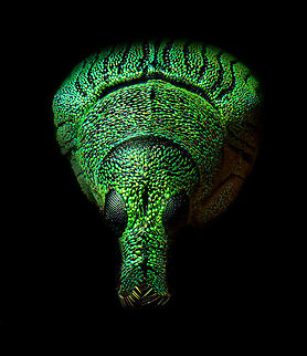 Green Immigrant Leaf Weevil - frontal, Heesch, Netherlands The tiny (6mm) Green Immigrant Leaf Weevil. This is basically a black weevil with colorful pearl-like scales. As they age, they become increasingly dark as they lose more scales. 
https://www.jungledragon.com/image/94621/green_immigrant_leaf_weevil_-_side_view_heesch_netherlands.html
https://www.jungledragon.com/image/94623/green_immigrant_leaf_weevil_-_diagonal_heesch_netherlands.html Extreme Macro,Extreme Macro Portraits,Polydrusus formosus,WeMacro