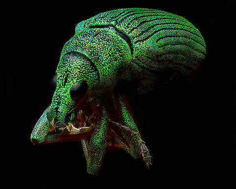 Green Immigrant Leaf Weevil - diagonal, Heesch, Netherlands The tiny (6mm) Green Immigrant Leaf Weevil. This is basically a black weevil with colorful pearl-like scales. As they age, they become increasingly dark as they lose more scales. 
https://www.jungledragon.com/image/94621/green_immigrant_leaf_weevil_-_side_view_heesch_netherlands.html
https://www.jungledragon.com/image/94622/green_immigrant_leaf_weevil_-_frontal_heesch_netherlands.html Extreme Macro,Polydrusus formosus