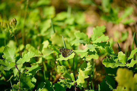 Speckled Wood - habitat, Heeswijk-Dinther, Netherlands Habitat shot, on oak. Europe,Heeswijk-Dinther,Netherlands,Pararge aegeria,Speckled Wood,World