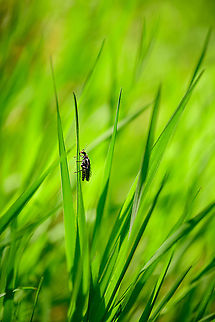 Firefly? Heeswijk-Dinther, Netherlands  Europe,Heeswijk-Dinther,Netherlands,World