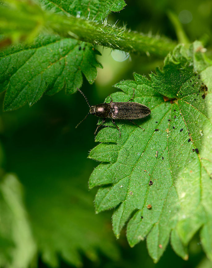 Cidnopus aeruginosus, Heeswijk-Dinther, Netherlands Species ID (very) tentative. Reference used:<br />
<a href="https://images.naturalis.nl/original/158731.jpg" rel="nofollow">https://images.naturalis.nl/original/158731.jpg</a> Cidnopus aeruginosus,Europe,Heeswijk-Dinther,Netherlands,World