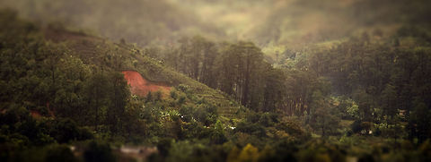 Ranomafana hills A tilt-shift of the edge of the Ramofana national park. Around the edge are some tourist accomodations and small pockets of agriculture. Geotagged,Madagascar,Ranomafana National Park